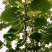 椴树，世界五大行道树之首，是最具潜力的树种，长寿树种。
