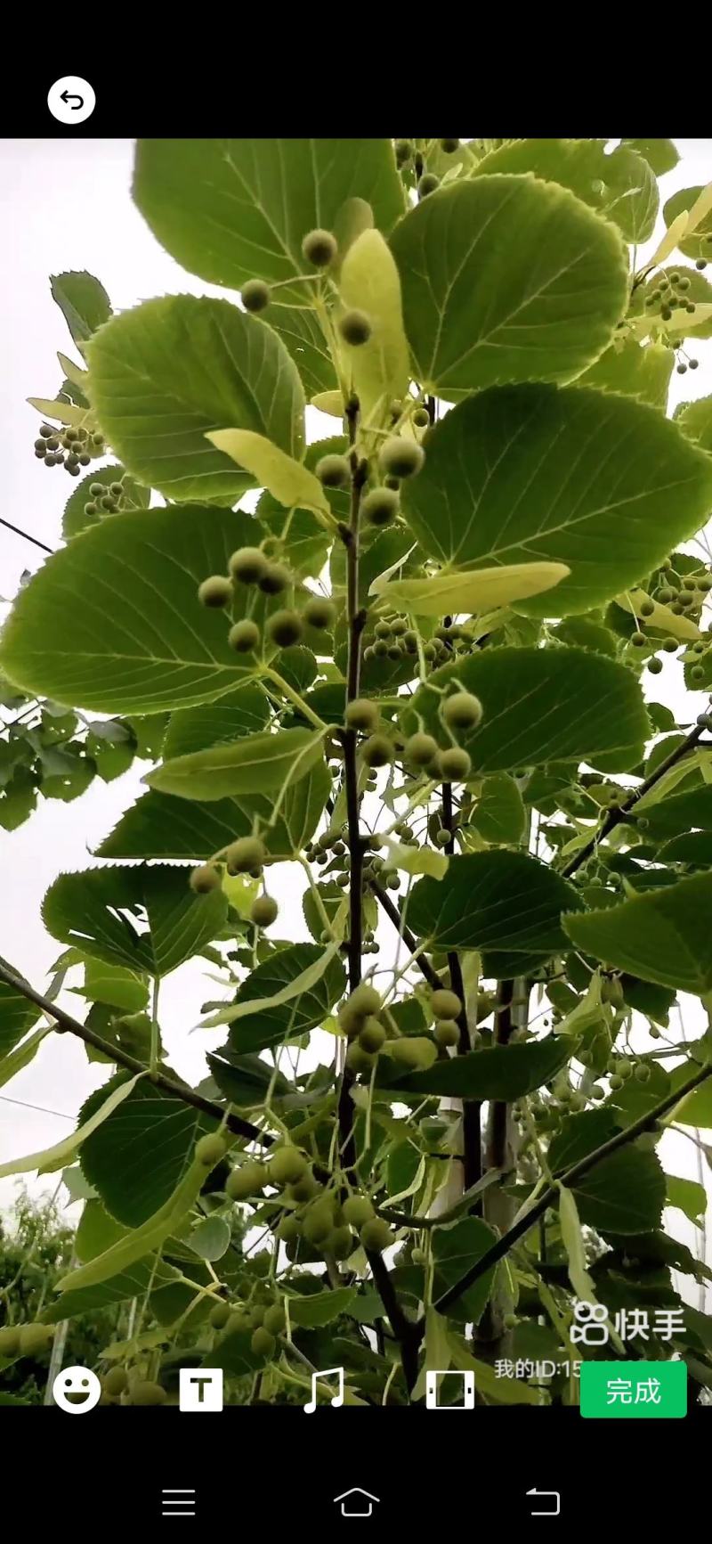 椴树，世界五大行道树之首，是最具潜力的树种，长寿树种。