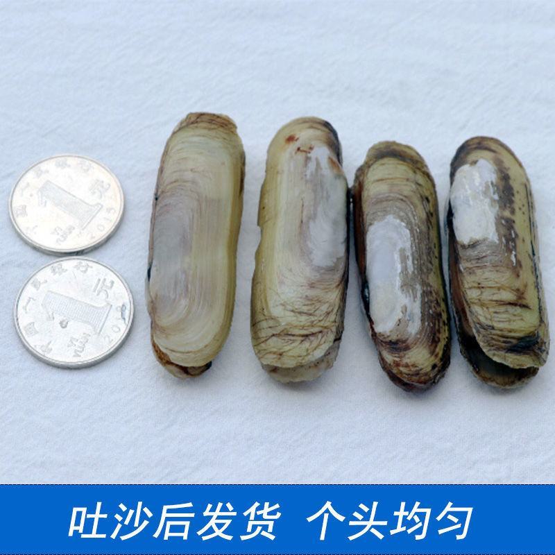 A级双头蛏子2-4斤装大蛏子吐沙干净青岛本地蛏子海