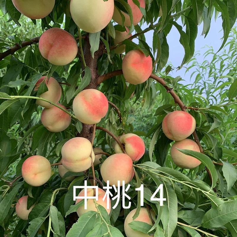 桃树苗黄桃，黄金蜜0/6锦绣黄桃黄金冠突围夏甜
