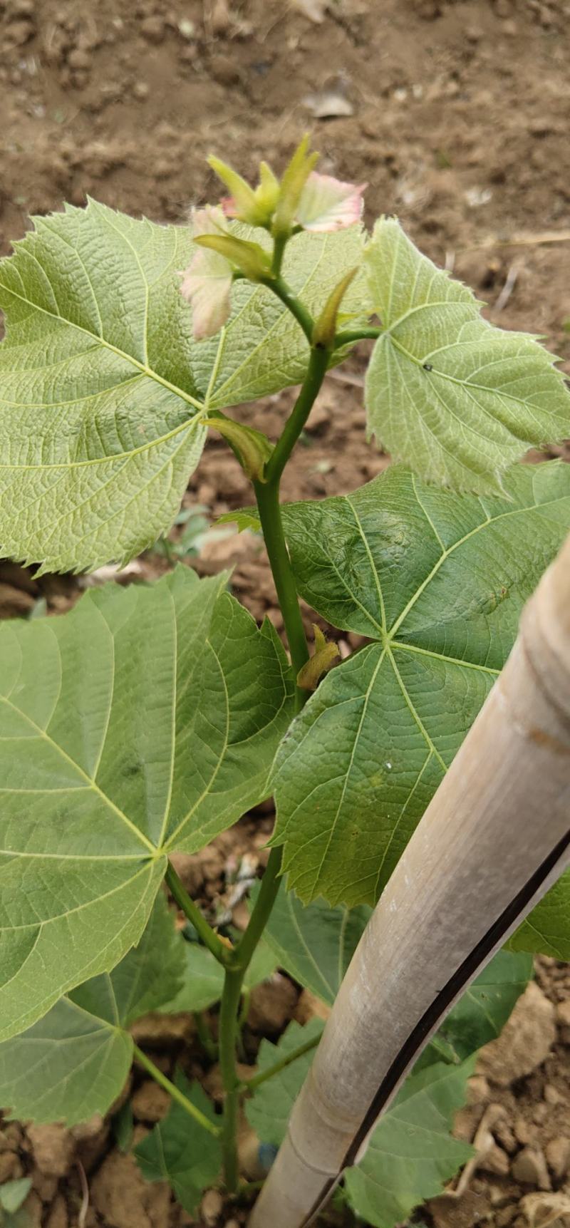 椴树，世界五大行道树之首，是最具潜力的树种，长寿树种。