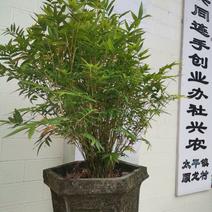 小米竹苗【米竹属于小型观赏竹种，风雅，观赏性高】