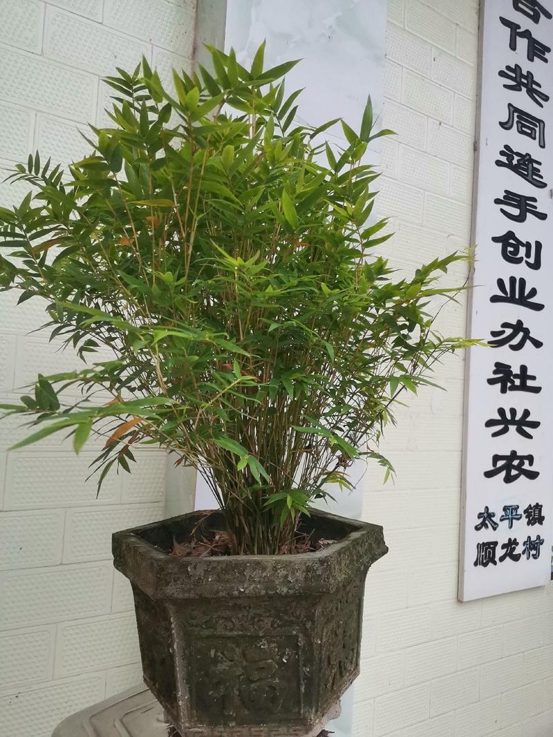 小米竹苗【米竹属于小型观赏竹种，风雅，观赏性高】