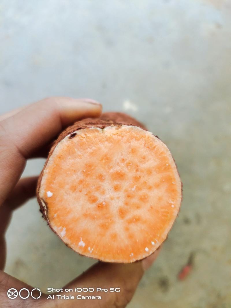 云南高原红皮蜜薯，传统耕种，口感好，喜欢的欢迎咨询