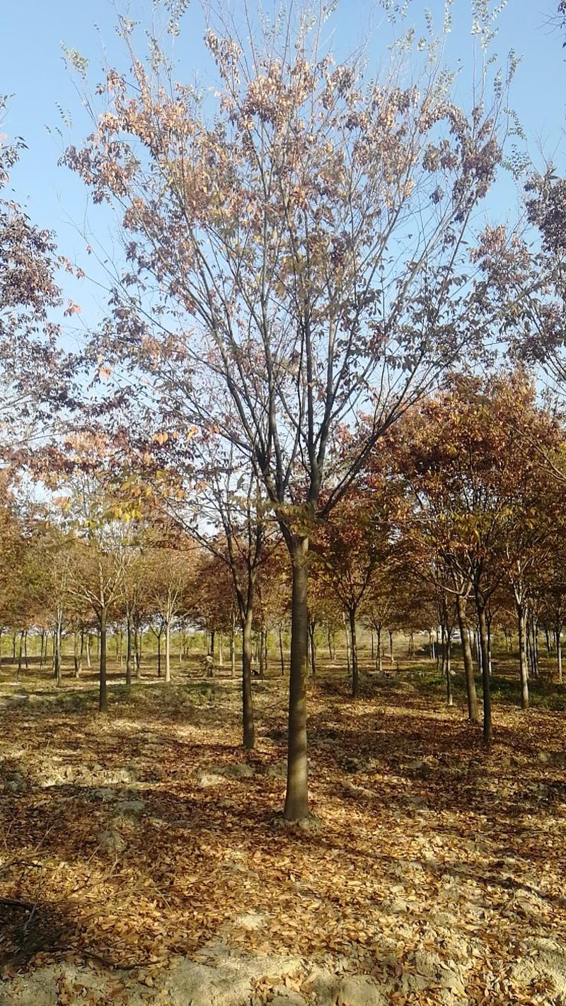 绿化乔木精品榉树3-30公分，分枝可选，质优价廉