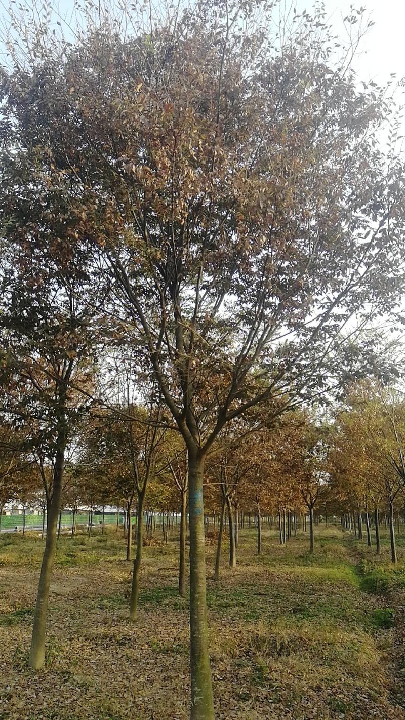 绿化乔木精品榉树3-30公分，分枝可选，质优价廉
