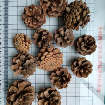 松塔干货冷背中药材干净无杂质量大从优