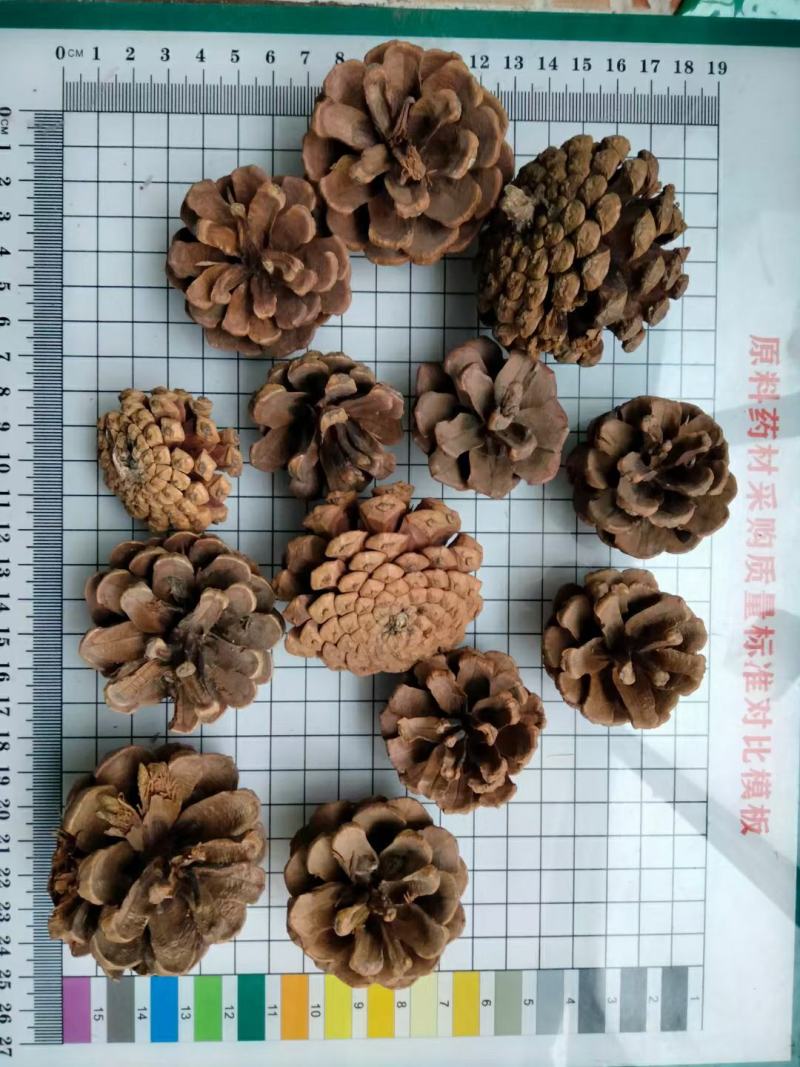 松塔干货冷背中药材干净无杂质量大从优