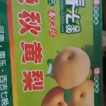 【推荐】晚秋黄梨黄梨产地直销现摘现发脆甜多汁无渣