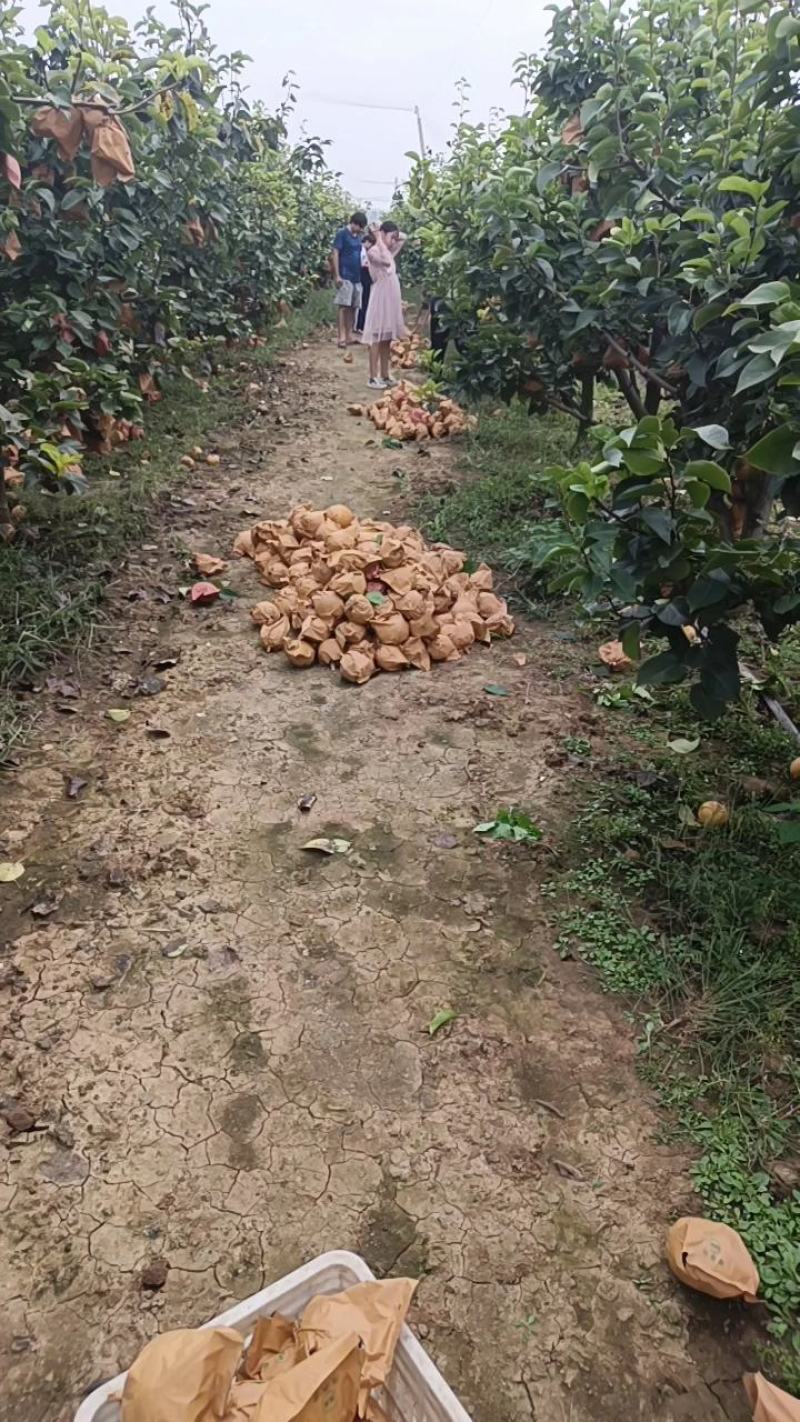 晚秋黄梨开园！果品特别好非常甜汁多！欢迎新老顾客来电详谈