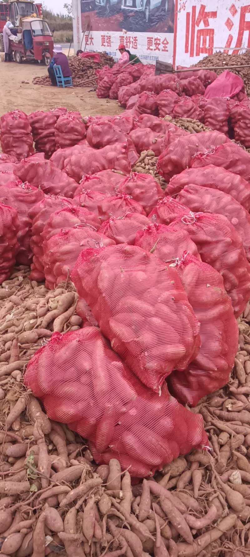 济薯25工厂货