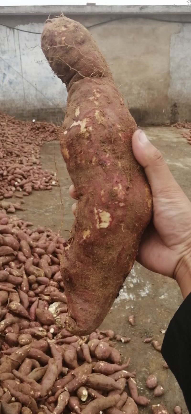 济薯25工厂货