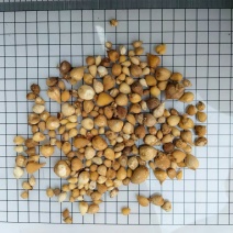 光慈菇干货中药材干净无杂质量大从优