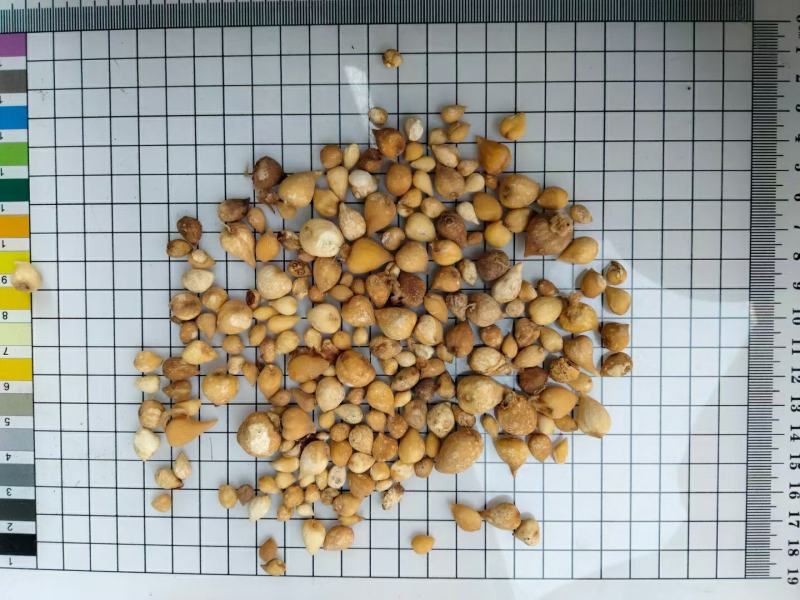 光慈菇干货中药材干净无杂质量大从优