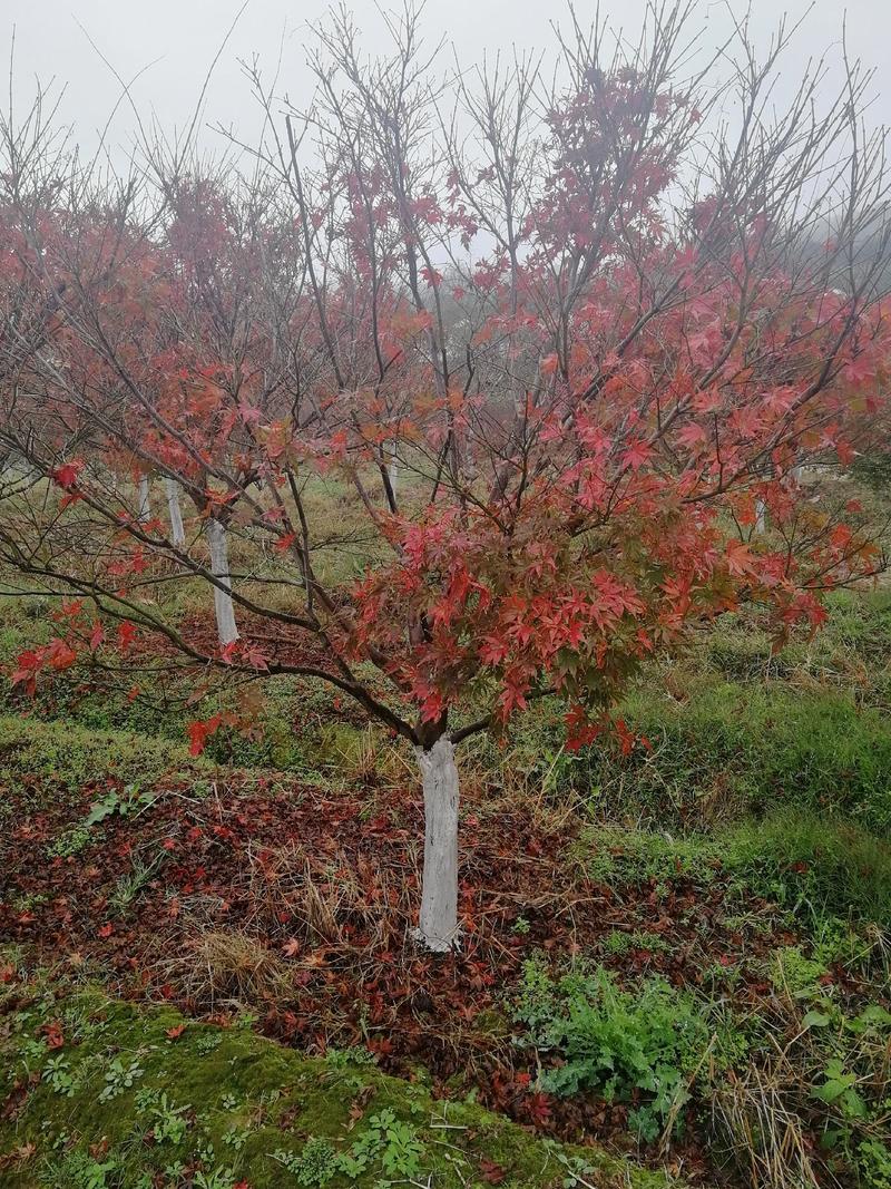 红枫5-20公分中国日本红枫，美国红枫等
