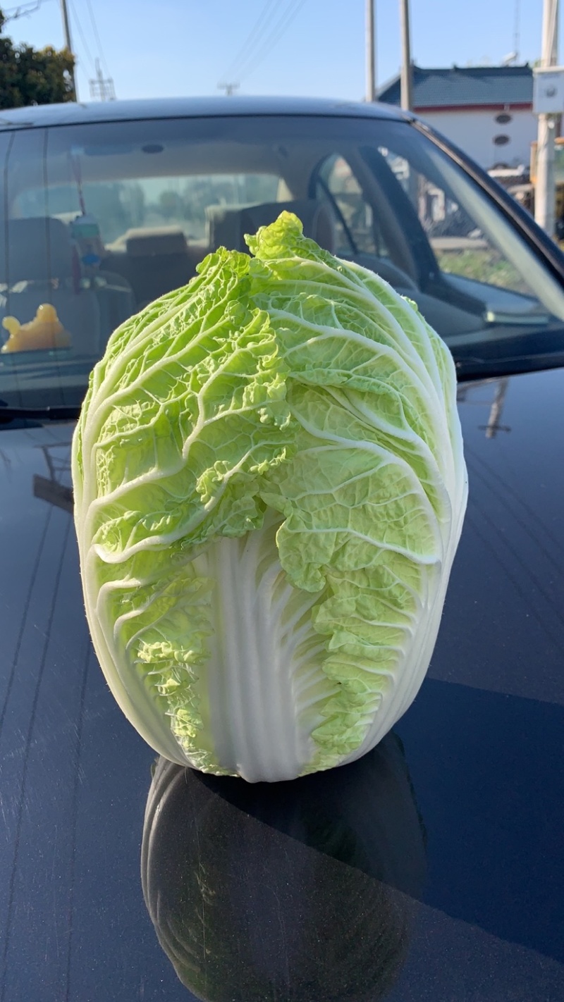 精品白菜大量供应，黄心白菜江苏南通白菜欢迎新老客户选购！