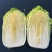 精品白菜大量供应，黄心白菜江苏南通白菜欢迎新老客户选购！