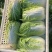 精品白菜大量供应，黄心白菜江苏南通白菜欢迎新老客户选购！