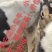奶牛牛犊