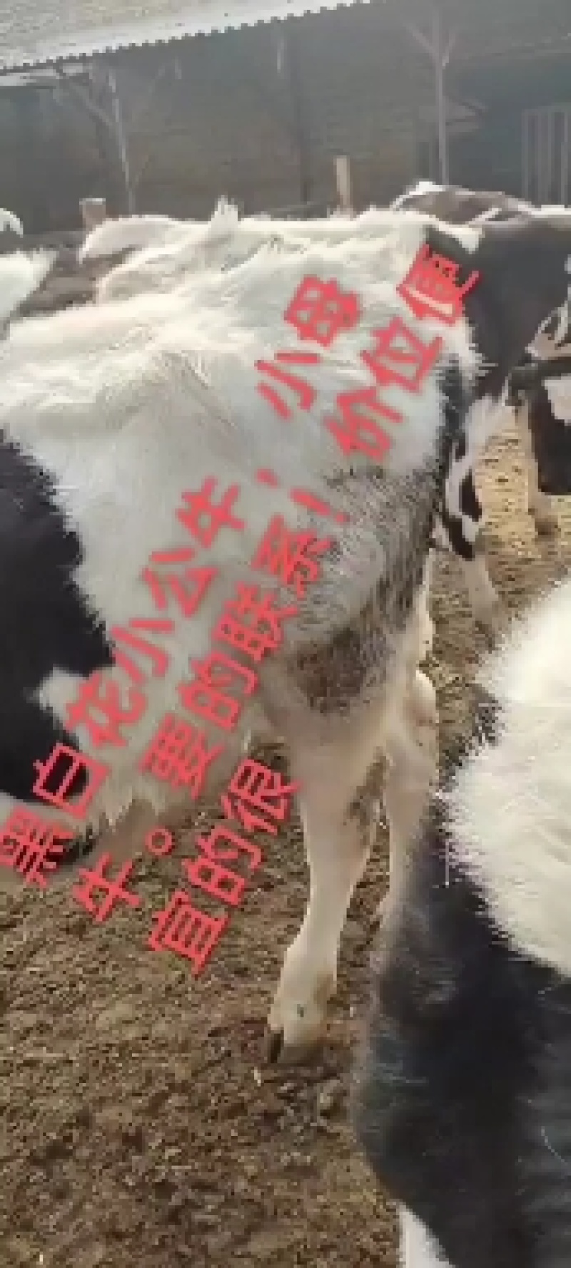 奶牛牛犊