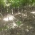 供应红橡橡树，3-4-5公分娜塔栎大量供应