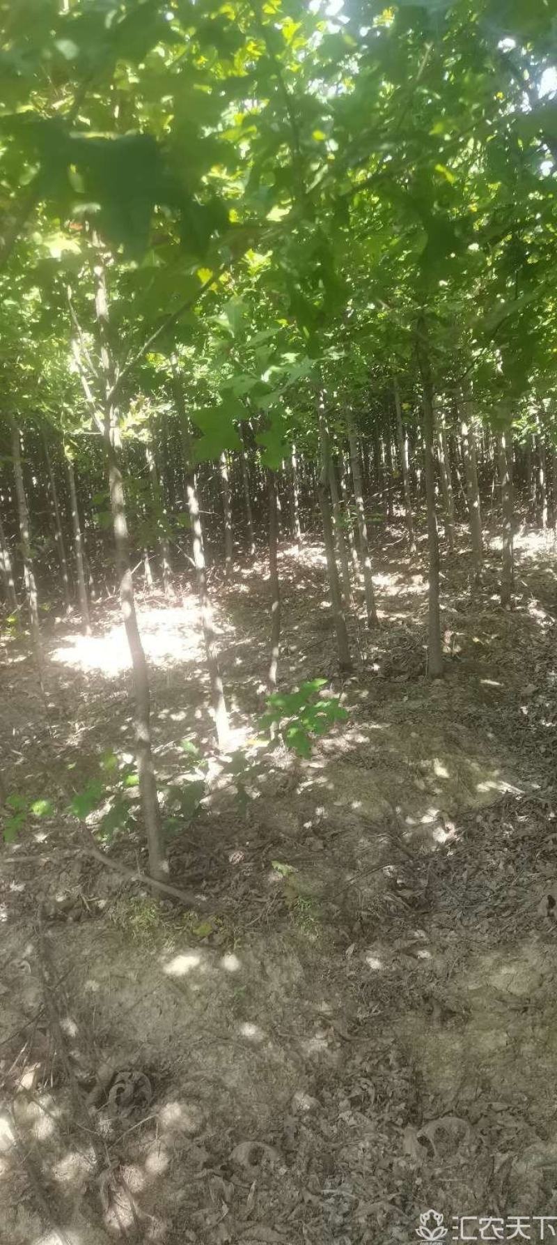供应红橡橡树，3-4-5公分娜塔栎大量供应