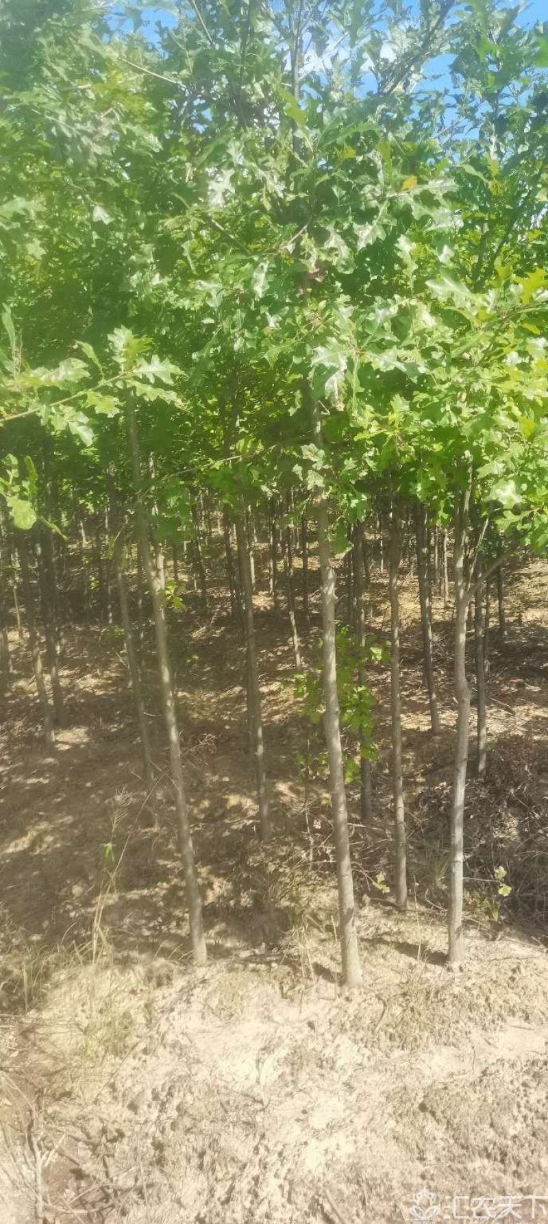 供应红橡橡树，3-4-5公分娜塔栎大量供应