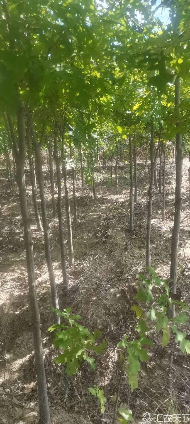 供应红橡橡树，3-4-5公分娜塔栎大量供应