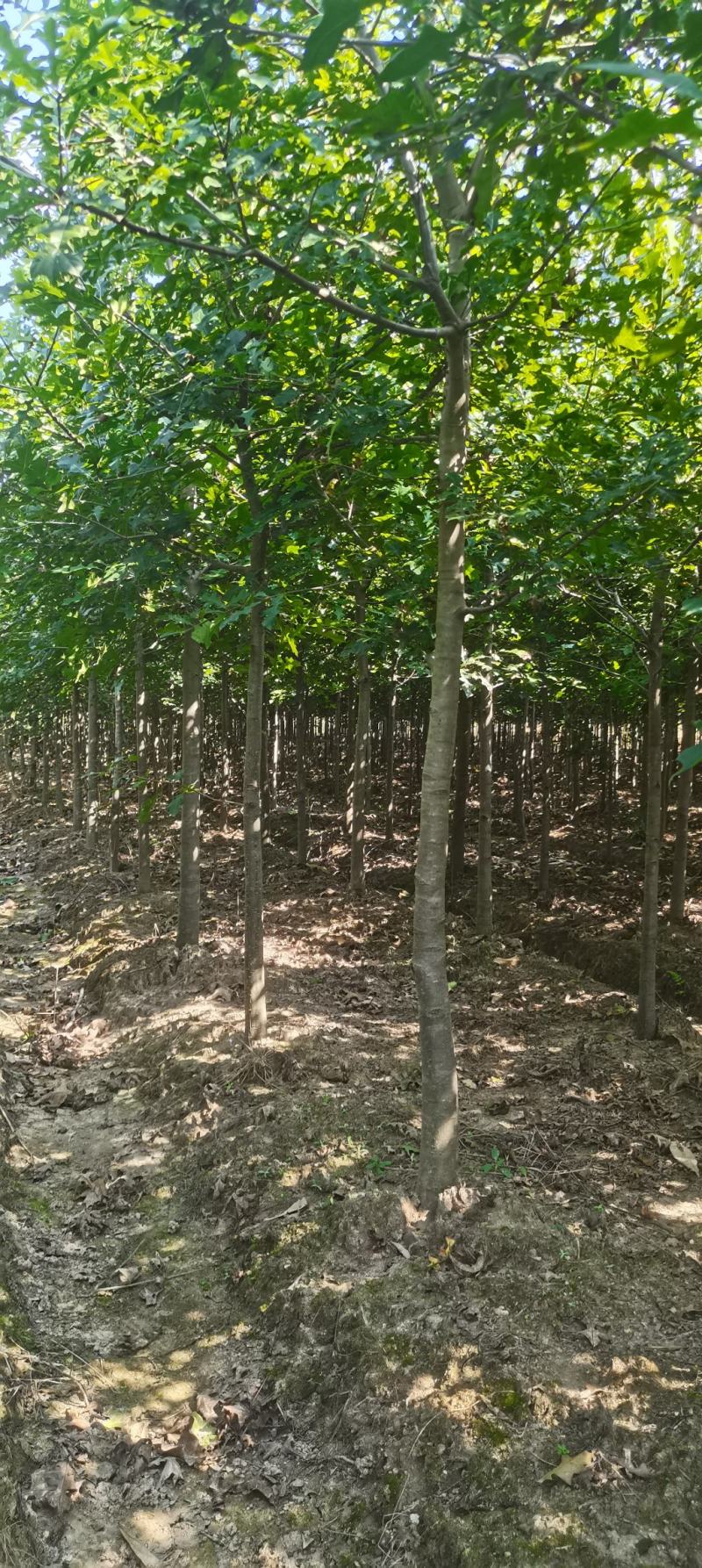 供应红橡橡树，3-4-5公分娜塔栎大量供应