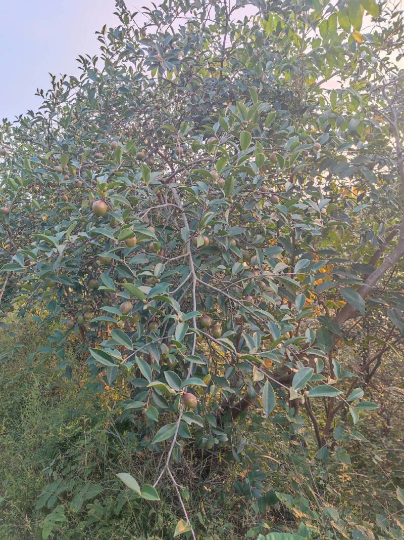 大量供应油茶果鲜果，预订干油茶籽