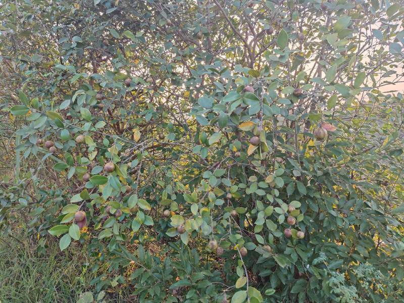 大量供应油茶果鲜果，预订干油茶籽