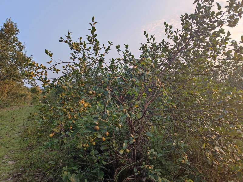 欢迎定购湖北随州大量油茶鲜果