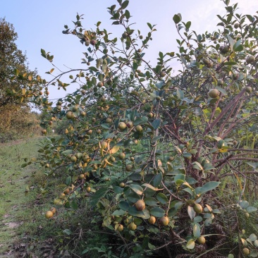 欢迎定购湖北随州大量油茶鲜果