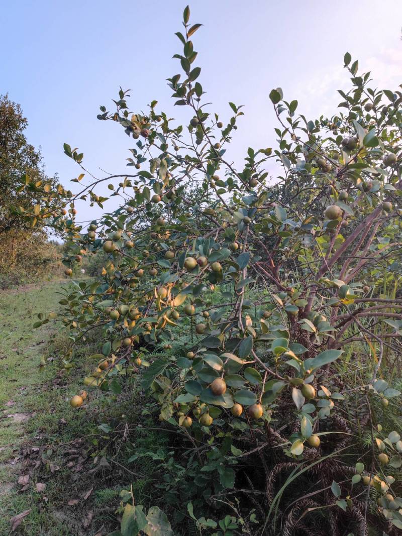 欢迎定购湖北随州大量油茶鲜果