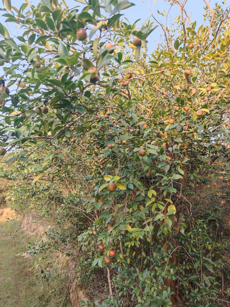 欢迎定购湖北随州大量油茶鲜果