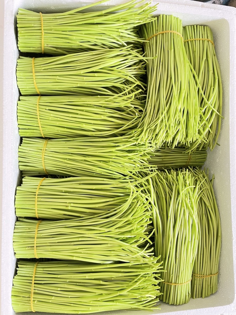 精品芦蒿