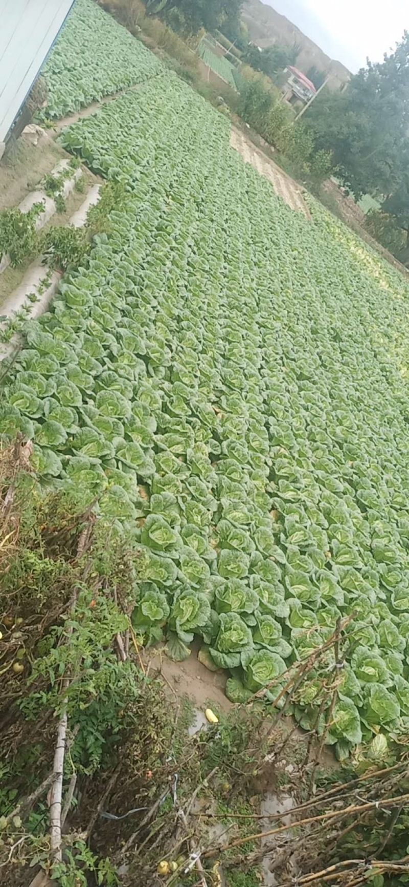 临洮精品黄芯娃娃菜