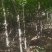供应红橡橡树，娜塔栎4公分