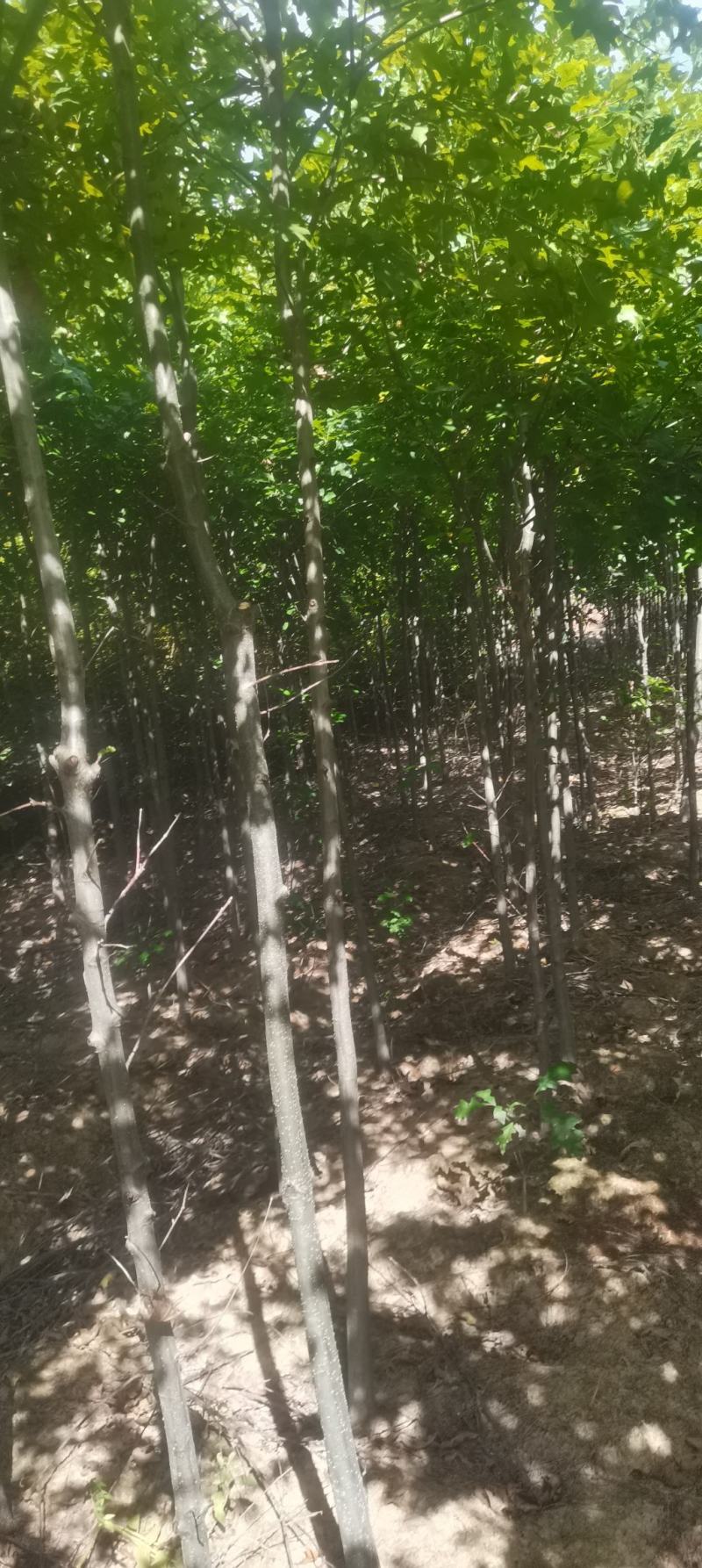 供应红橡橡树，娜塔栎4公分
