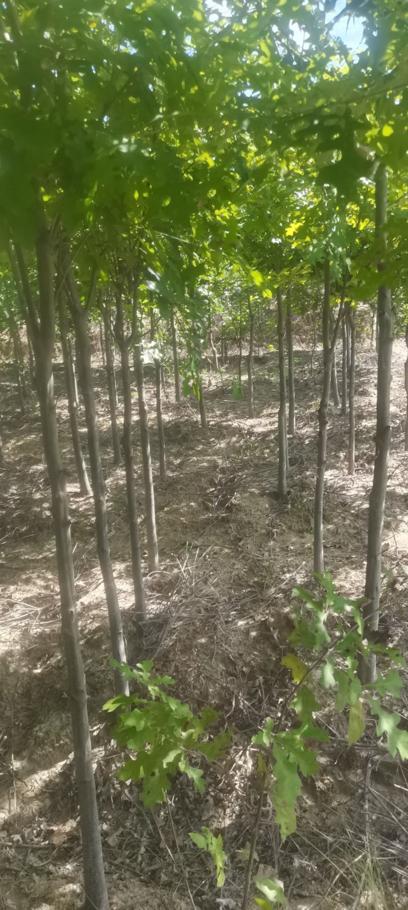 供应红橡橡树，娜塔栎4公分