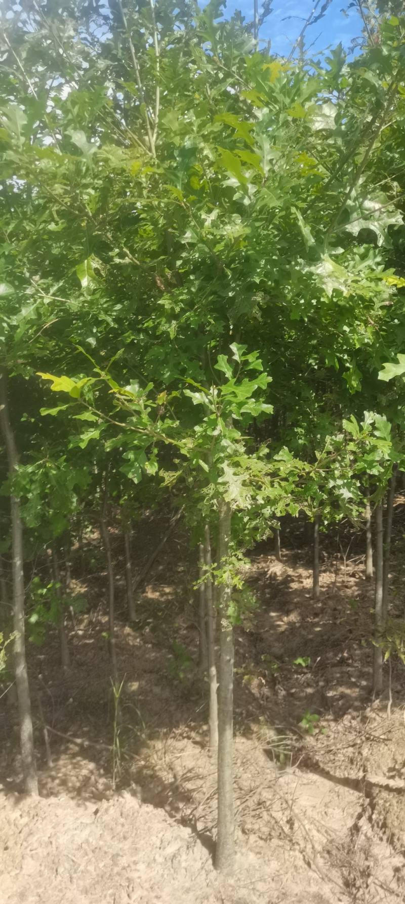 供应红橡橡树，娜塔栎4公分