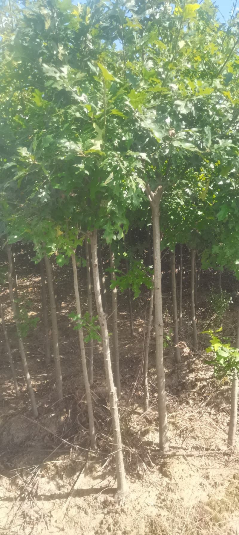 供应红橡橡树，娜塔栎4公分