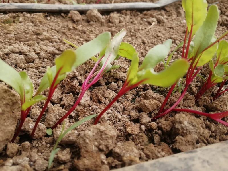甜菜苗种子盘饰沙拉芽苗菜种籽四季种植蔬菜露地大棚