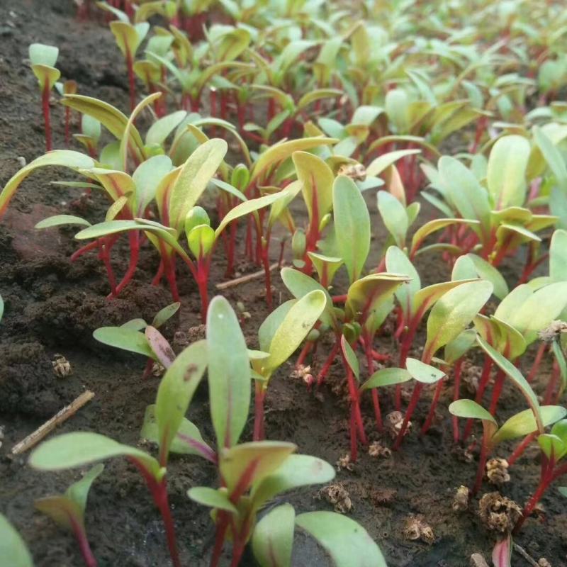 甜菜苗种子盘饰沙拉芽苗菜种籽四季种植蔬菜露地大棚