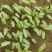 甜菜苗种子盘饰沙拉芽苗菜种籽四季种植蔬菜露地大棚