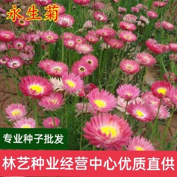 永生菊种子松叶菊种子四季易种花卉种子园林绿化工程花草种