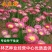永生菊种子松叶菊种子四季易种花卉种子园林绿化工程花草种