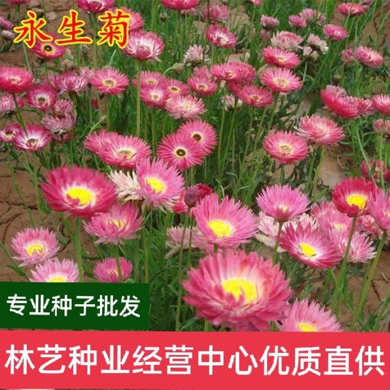 永生菊种子松叶菊种子四季易种花卉种子园林绿化工程花草种