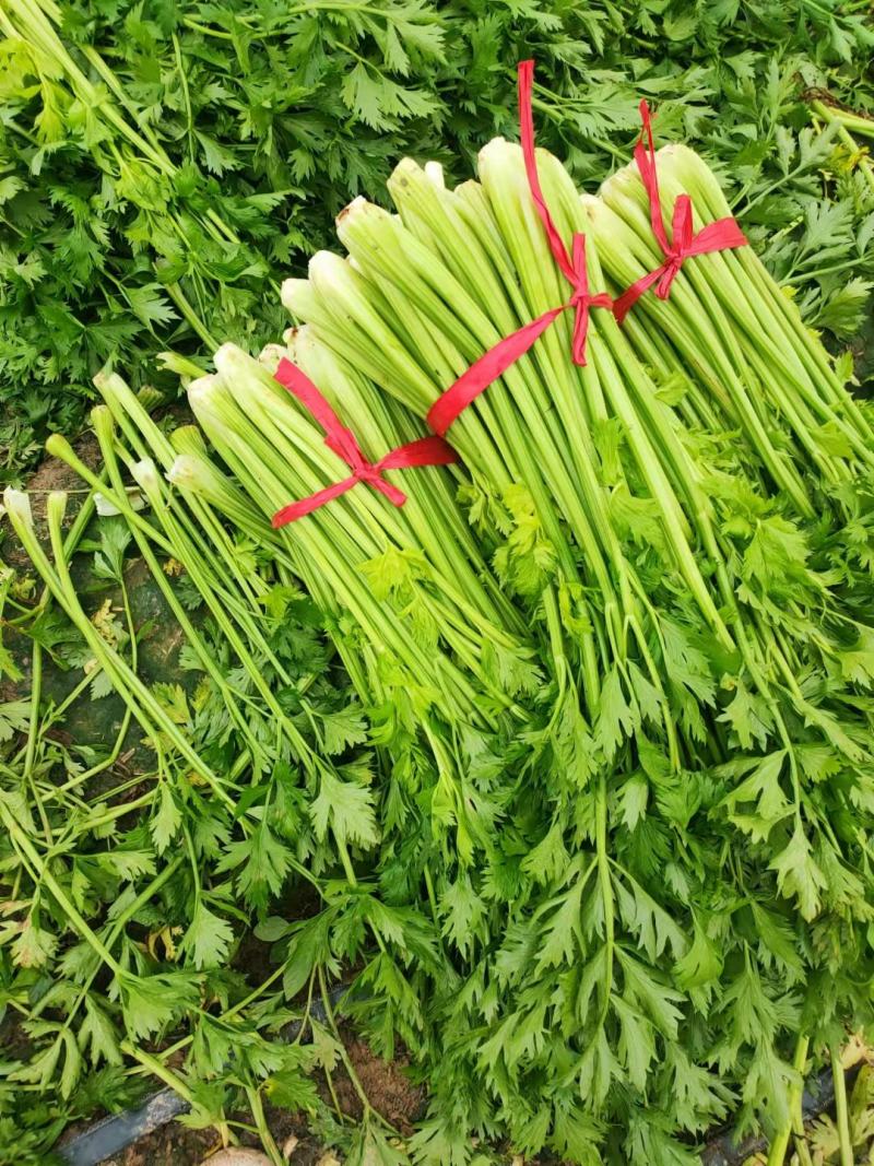 河南精品芹菜小颗西芹菜货源稳定打捆现採