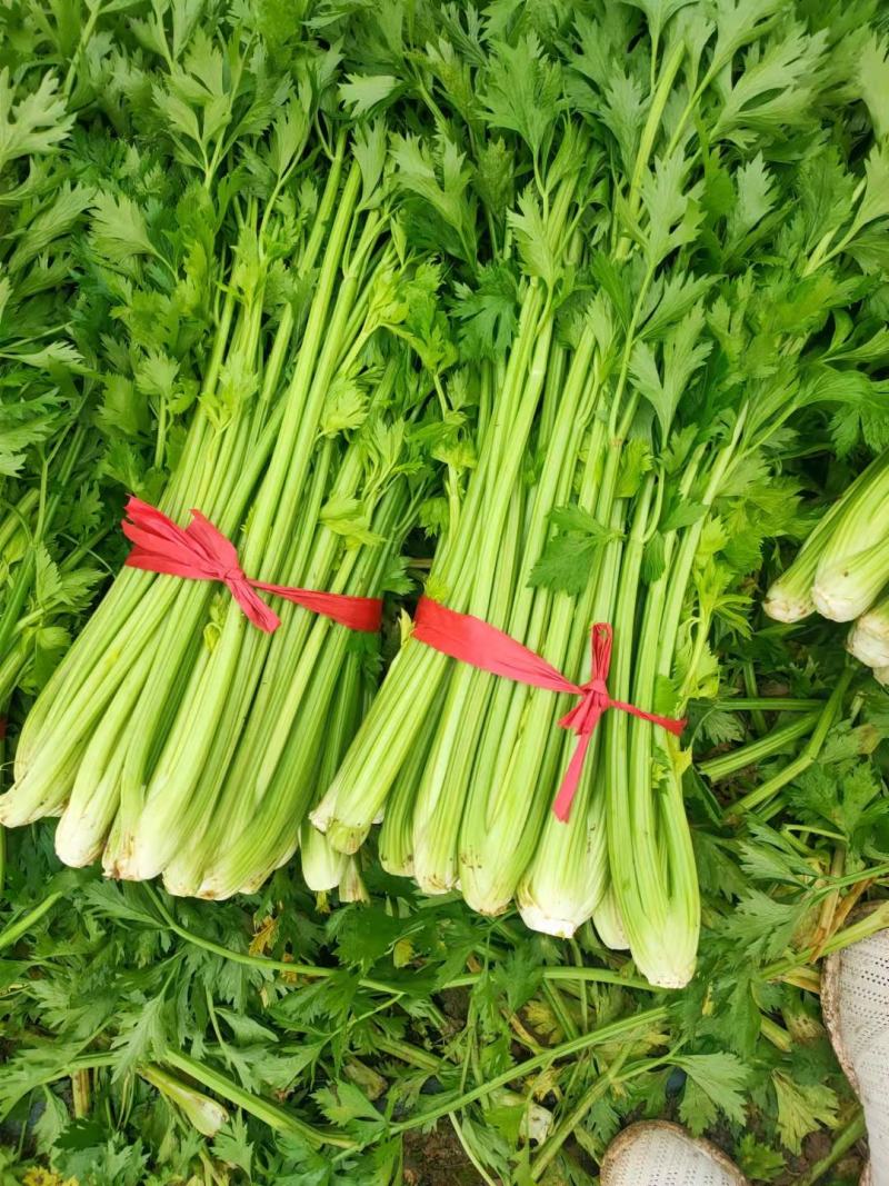 河南精品芹菜小颗西芹菜货源稳定打捆现採